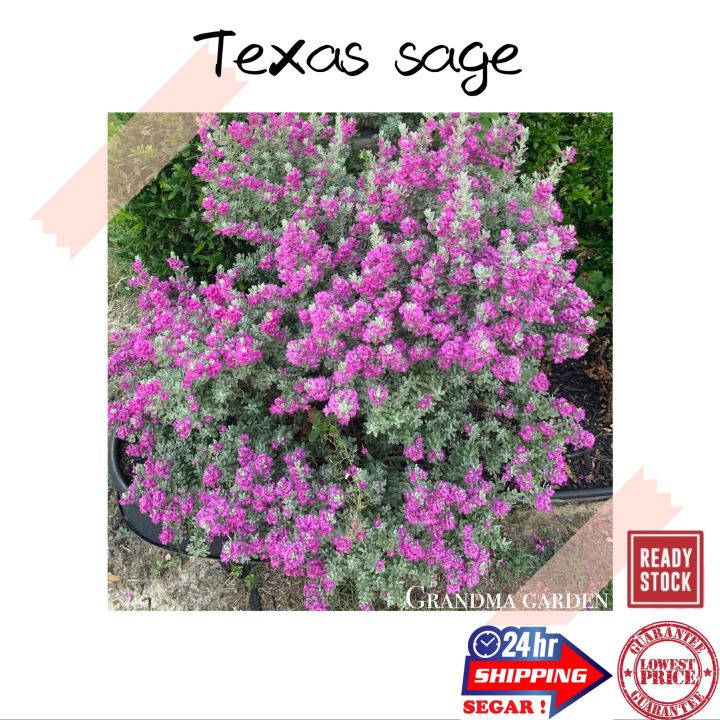 (GG Real Plant) texas sage ^ leucophyllum frustescens cenizo barometer