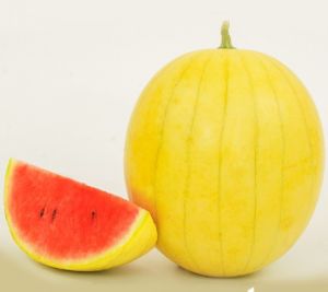 hạt giống dưa hấu vỏ vàng ruột đỏ - dưa hấu hoàng kim gói 1gram