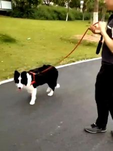 Tali Tuntun Anjing Kucing Adjustable Bahan Nilon Tali Tuntun Untuk Outdoor Anjing Besar