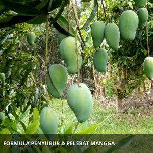 Pupuk Cair Pelebat Buah Mangga / Obat Penyubur Buah Mangga / POC Pupuk Penyubur Pembesar Buah Mangga