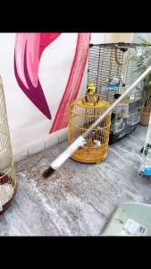 Universal Bird Cage Seed Catcher Guard Net Cover Parrot Nylon Mesh Net Cover Airy Cage Net Stretchy Skirt for Round Square Cages