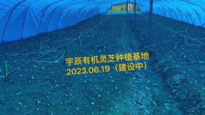 💗🙋‍♀️💗长白山有机灵芝孢子粉头道有机认证防伪码净重250克瓶装【】