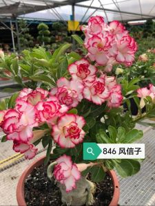 Adenium Obesum Bonsai ID 846 风信子 富贵花