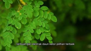 Kapsul Daun Kelor Ath Thoifah Original 60 Kapsul | Ekstrak Moringa Oleifera Herbal BPOM