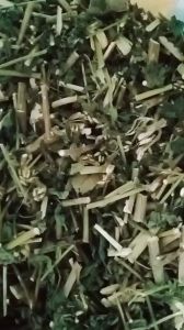 100g cây cỏ lào cỏ cộng sản sấy khô