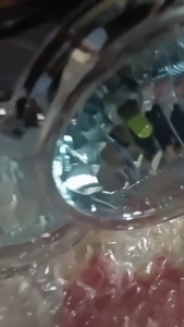 PERODUA KENARI HEADLAMP USED NOT RECOND SECOND HAND