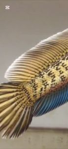 BERRITZ Pakan Pelet Blue Seekers Booster Warna Biru ikan aurantipulcrastewartilimbataandrao