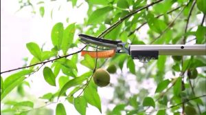 Heyman Fruit Picker Tool 6 Feet Cut and Hold Tree Pruner 1.8-3 Meters Rotation Pole Tree Trimming Long Reach Fruit Picker Pemetik Buah Galah Panjang