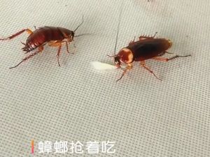 Malaysia In Stock Injectable Cockroach Bait Efficient And Fast Attractant Household Fast-killing Cockroach Trap 杀蟑饵
