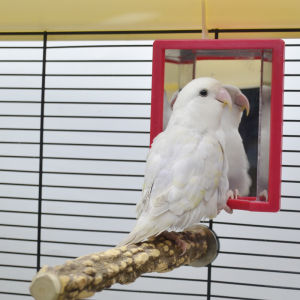 Tiger Skin Peony Xuanfeng Parrot Bird Toy Stinky Beauty Mirror Puzzle Fun Interactive Climbing Bell Bird Cage Toy