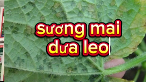 Combo thuốc BVTV thán thư sương mai không nóng nhóm cây trồng bầu bí dưa