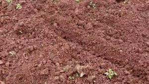 Cangkul Garuk Gali Tanah / Pembuat Bedengan Tanah Baja Besi