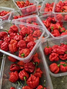 Carolina Reaper Bunga