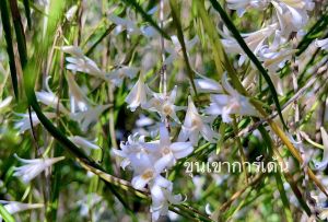 เอื้องแส้พระอินทร์ หรือเอื้องเสี้ยน 🌼กล้วยไม้หายาก 🌼ติดขอนไม้ 6 นิ้ว เป็นไม้กอ 8-15 ลำต้น /ขุนเขาการ์เด้น