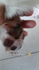 Smart Pets SMOOF Paw Butter for Dog Paws Nose Elbows - Rough Dry & Cracked Paws Nose Elbows Skin