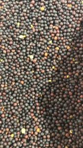 Hạt cải thức ăn cho chim yến hót 7 màu finch …