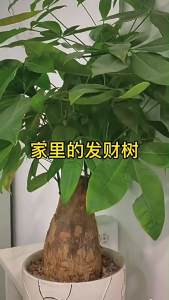 【Super Discount】Soil activator promotes rooting soil repair organic soil powder promotes fruiting