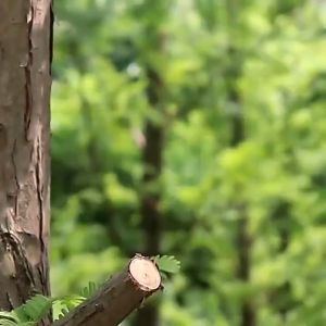 Branches Are Easily Cut Gunting Ranting Bunga Tanaman Dahan 35mm