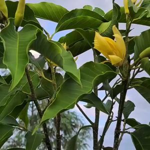 Bibit Bunga Kantil Kuning/Cempaka Simbang Kuning