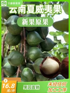 2025 New Harvest Hawaii Nuts Unopened Original Fruit from Orchards Direct Sale Affordable Price Australian Macadamia Nuts Snacks