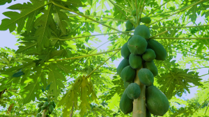 ผงมะละกอ ดิบ ผง มะละกอดิบ Papaya powder ไร้สารเคมี ตรา กอเงินฟาร์ม ขนาด 500 กรัม x 30 ห่อ