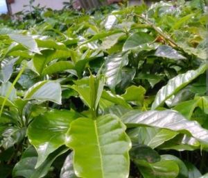 Bibit kopi robusta cabutan 25pcs lokal termurah bandung