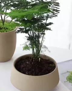 100g Artificial Moss Fake Moss Grass for Garden Plants Bonsai Flower Decoration Mini Landscape Lawn