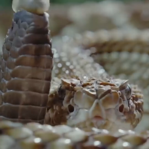 น้ำหอม L’CLOCHE กลิ่น RATTLESNAKE — WILDLIFE LIMITED COLLECTION
