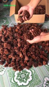 Combo 3 quả thông khô trang trí Noel trang trí Giáng Sinh