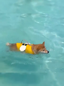 Pet Buoyancy Suit Life Jacket Swimsuit Bee Dog Animal Shape