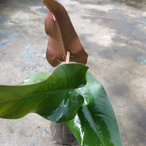 Philodendron Dark Lord live plant in polybag with large arrowhead-shaped leaves and deep color shifts