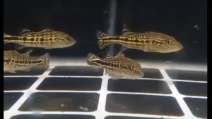 Peacock Bass Hybrid Royal Siks Live Fish