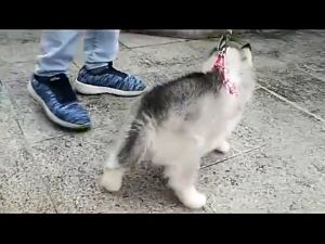 Dây dắt chó mèo kèm dây yếm đai yên ngựa - Dây xích chó mèo bằng vải loại 1 lớp. Dây Xích Thú Cưng Chất Lượng Cao Dây Dắt Chó Mèo Xuất Xứ Việt Nam - Lazada