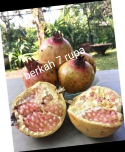 Buah Delima lokal indonesia