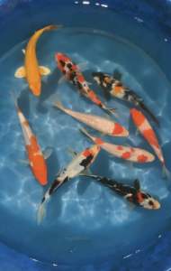 JAPAN KOI LOCAL BREED 6/7” SUPER HIGH GRADE 9pcs GOOD FENG SHUI CNY COMBO OFFER at RM1288 WITH FREE GIFTS & FREE 2 koi !
