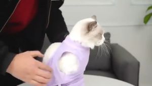 Cat Recovery Suit Pet Kitten Anti Bite Prevent Lick After Surgery Weaning Bottoming Shirt