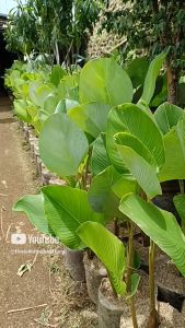 Tanaman Hias Pisang Calathea & Outdoor: Panduan Lengkap