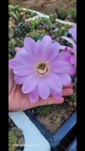 XƯƠNG RỒNG ECHINO hoa Xổ số và rất to đẹp dễ chăm. Tặng kèm chậu nhựa nhỏ