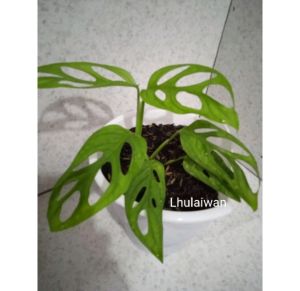 Tanaman hias janda bolong / janbol / monstera janda bolong
