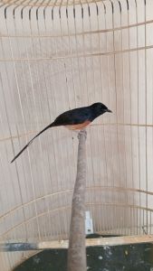 Burung Murai Batu Pastol Atau Dewasa Sudah Bunyi