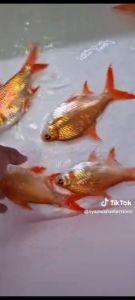 ikan lampam orange@ Oren orange tinfoil barb ikan hidup saiz 3-4 +- inchi