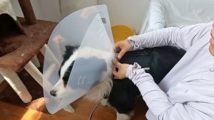 Vòng cổ chống liếm cho Chó Mèo thành cao có khuy gài chắc chắn (mẫu mới) - Love pets shop