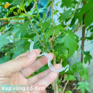 sét 50 Kẹp khoanh tròn cố định cành cây cứng và dây leo màu xanh và trắng trong nhựa PP tốt - xem trong mô tả
