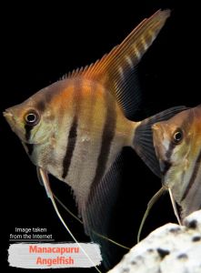[DOA] Manacapuru Angelfish