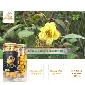 Trà hoa vàng sấy lạnh - Dalat Cordycepss