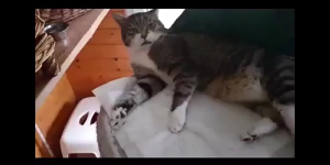 Sarung Tangan Anti Cakar Gigit: Ular Reptil Kura Kadal Burung Kucing Anjing - Pelindung Reptile Protectiove Gloves Sarung Tangan Pelindung