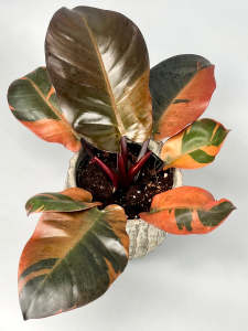 Philodendron Black Cardinal Variegatedด่างโทนหลากสีโทน สีสวยหายากน่าสะสมเป็นพิเศษอนุบาลมากกว่า3เดือน