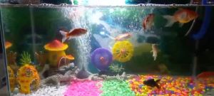 Lampu Aquarium Celup dalam air / Lampu celup aquarium / Lampu led aquarium Lampu akuarium murah