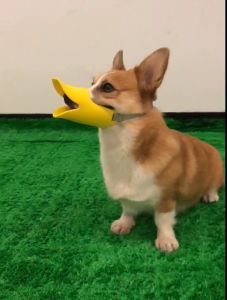 Rọ mõm Silicon hình mỏ vịt cho chó nhỏ và vừa – Đen Ta pet shop