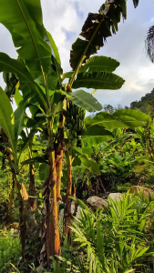 100% Bunuh Racun serangga yang kuat yang menbunuh semua perosak tanah dan bawah tanah dalam jarak 10000 meter. Ia boleh membunuh jagung durian manggis pokok buah-buahan dan sayur-sayuran serangga